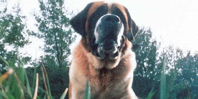 Cujo's Child Survival Switcheroo