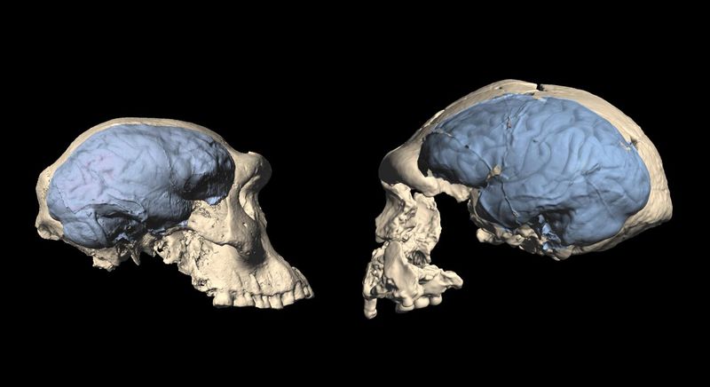 Our Brains Tripled in Size