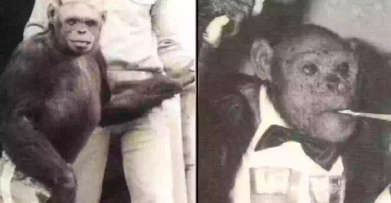 Oliver the ‘Humanzee’: The Bizarre True Story of the Chimp Who Walked Like a Man