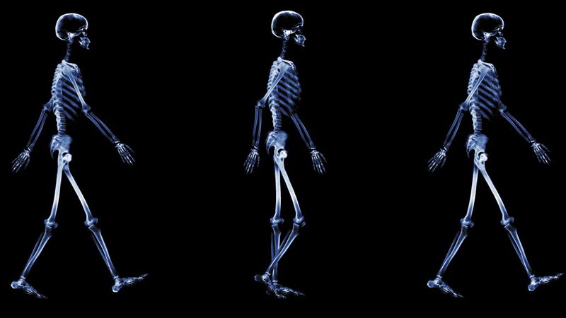 Bipedalism Freed Our Hands