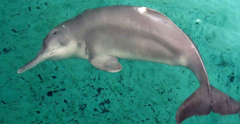 Baiji (Yangtze River Dolphin)