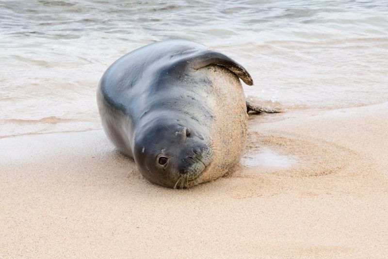 Caribbean Monk Seal