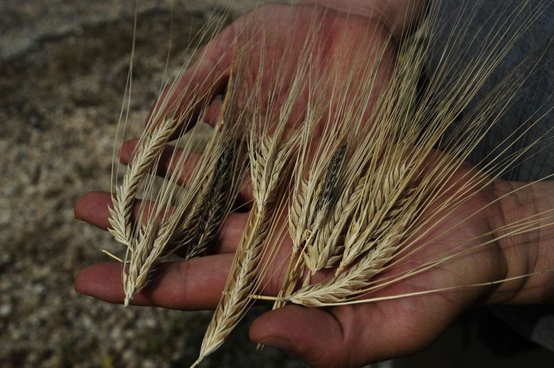Barley (10,000+ years old)