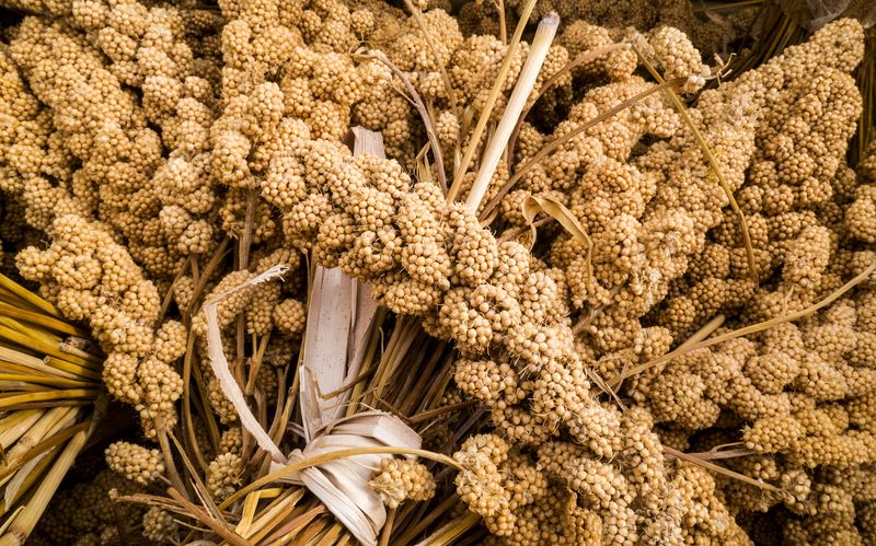 Millet (7,000+ years old)