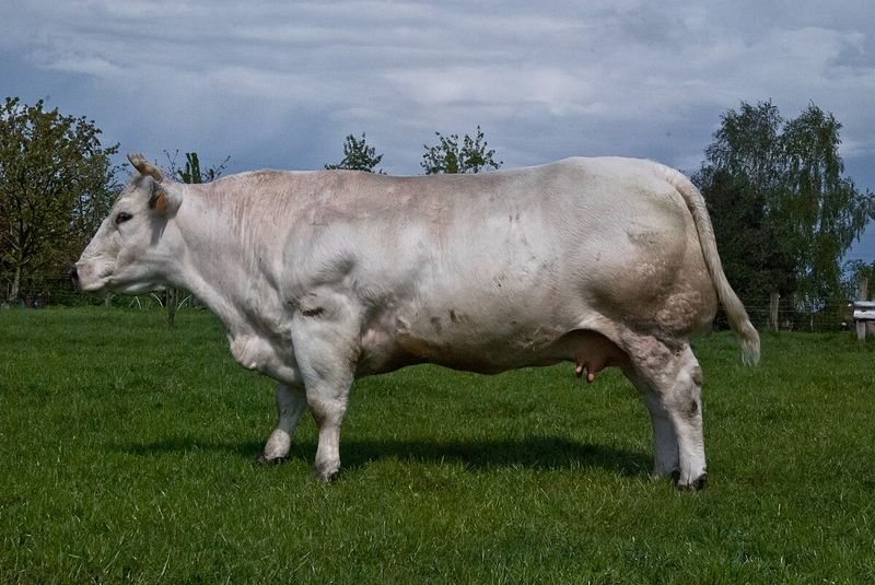 Belgian Blue Cattle (1950s)