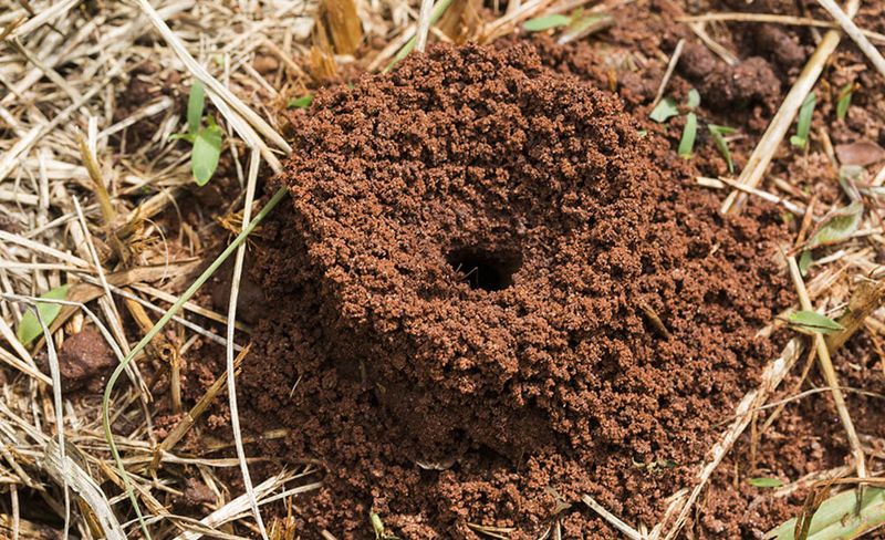 Fire Ants as a Daily Battle