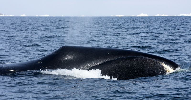 Whale (Especially Bowhead)