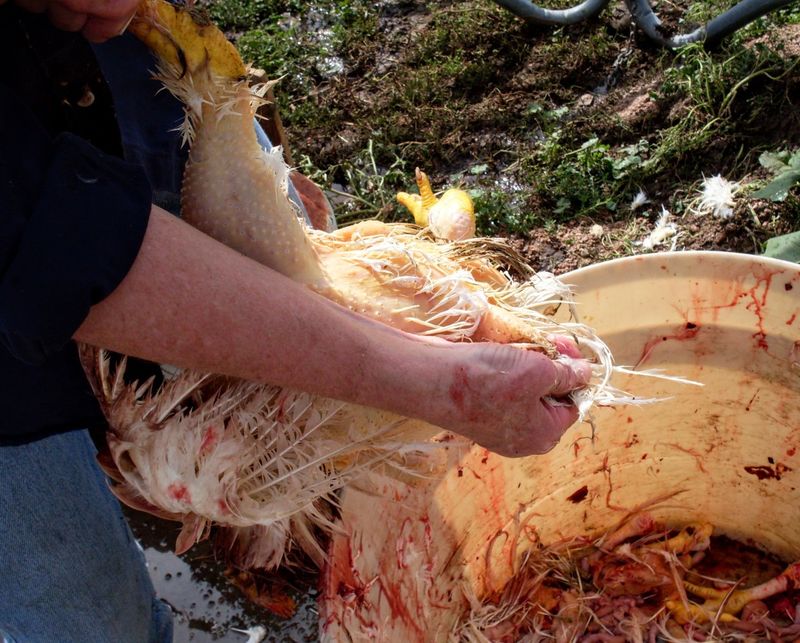 Plucking Feathers and Preparing Poultry by Hand