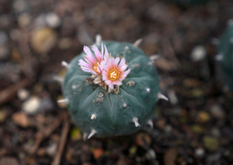 Plant Medicine Ceremonies: Nature's Sacred Pharmacy