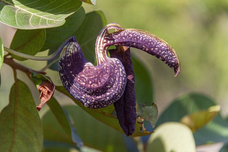 Herbal Wisdom: Green Allies and Healing