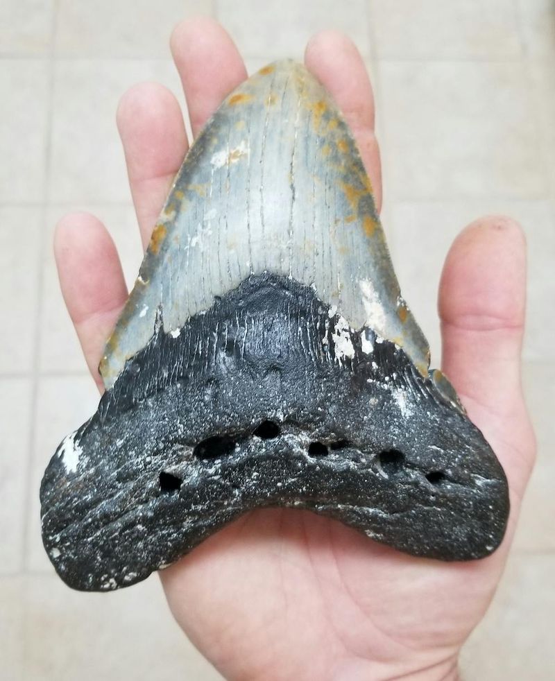 Megalodon Teeth