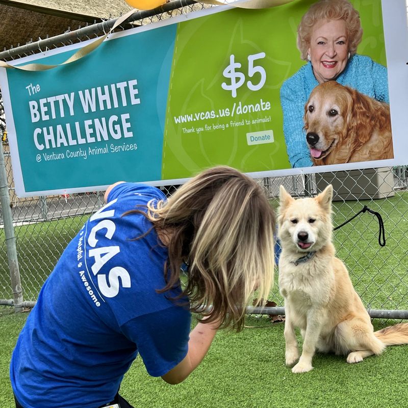 The #BettyWhiteChallenge Phenomenon