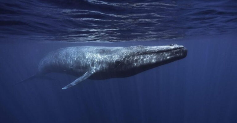 The 13 Largest Creatures to Ever Roam Our Planet—Some Still Exist