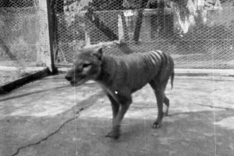 The Last Tasmanian Tiger