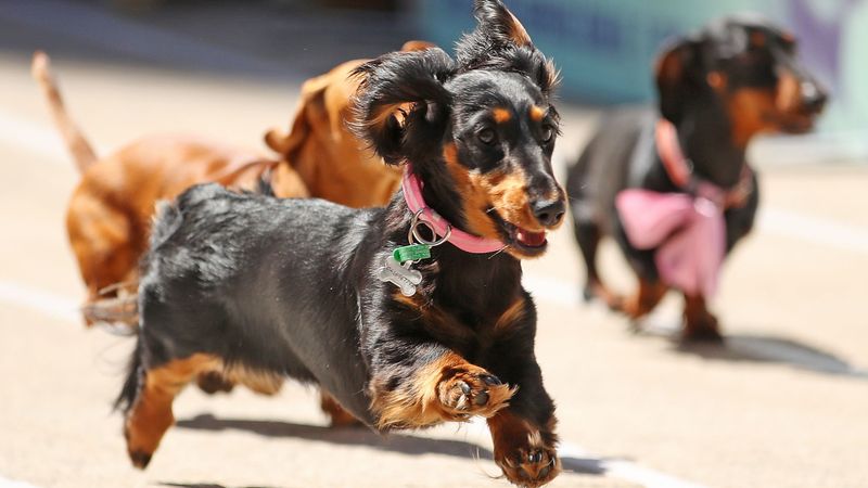 A Derby for the Dogs?