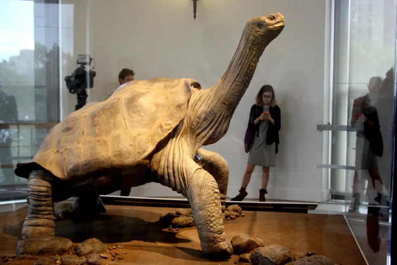 The Lonesome George Tortoise