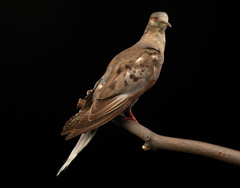 The Last Passenger Pigeon