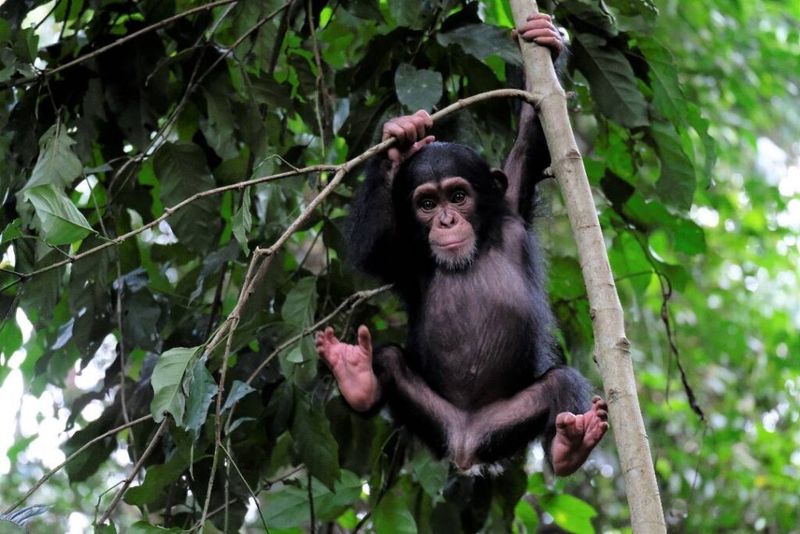1. Ham Wasn’t Born in a Lab—He Was Born in the Wild