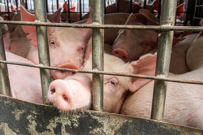 A Bat and a Pig Launch a Pandemic