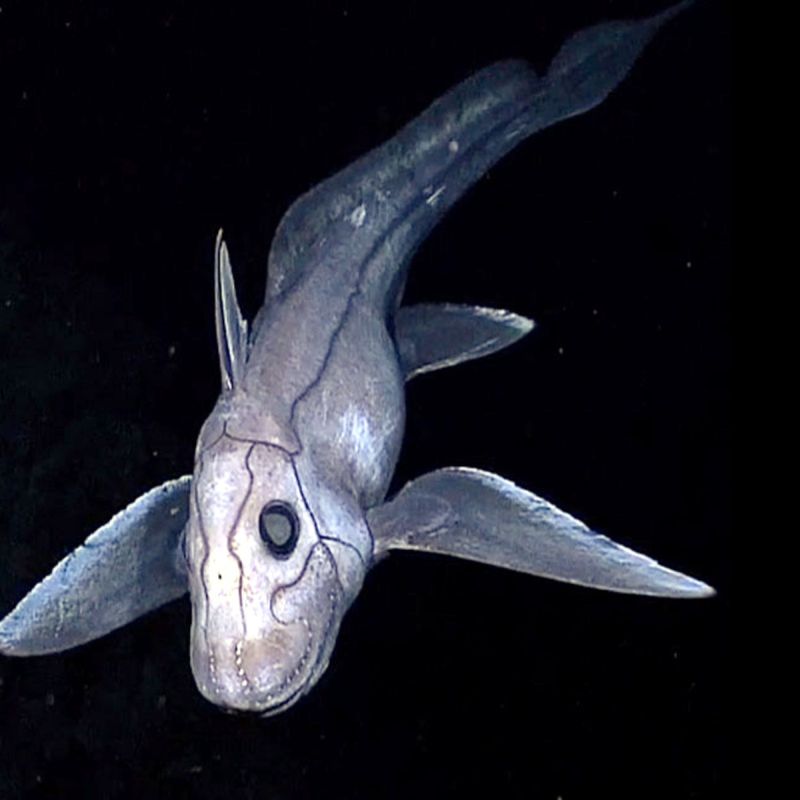 Ghost Sharks (Chimaeras)