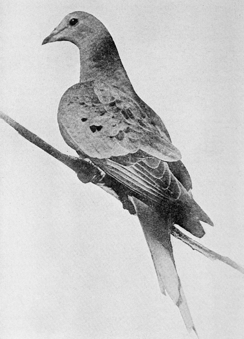 Passenger Pigeon