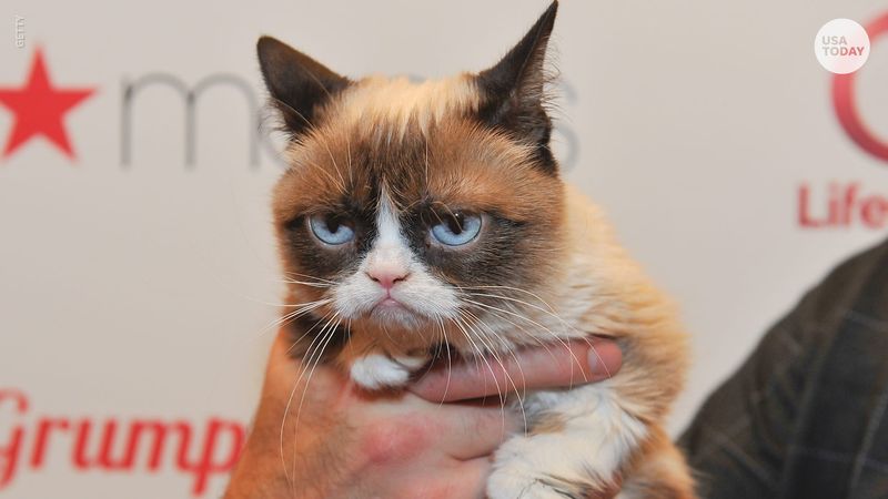 Grumpy Cat, Internet celebrity cat, 2019