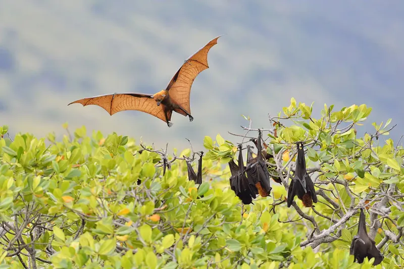 Guam Flying Fox