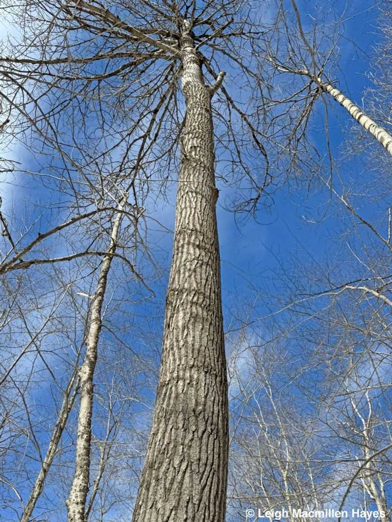 Chewing Tree Bark to Suppress Hunger