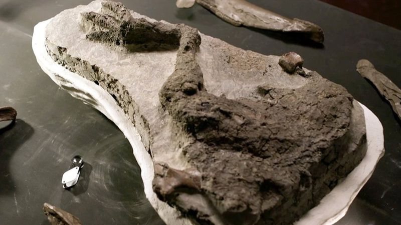 Fossils and Meteorites