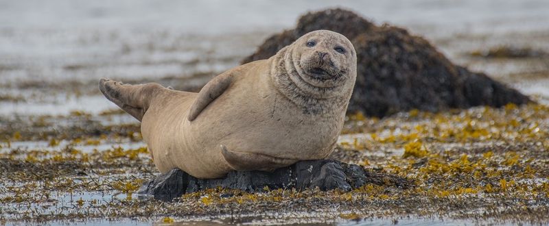 Seal and Sea Lion