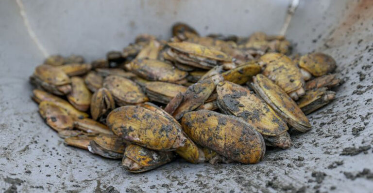 What Native Alaskan Tribes Really Ate to Survive the Harsh Frontier