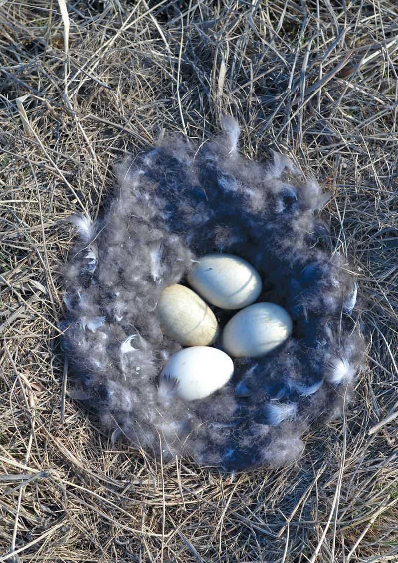 Birds and Eggs