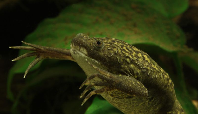 Hogben Frog Test – Lancelot H. Hogben (1930)
