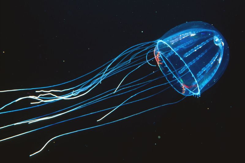 Bioluminescent Creatures