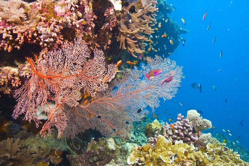 The Great Barrier Reef (Australia)