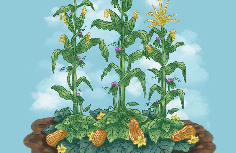 Three Sisters Companion Planting