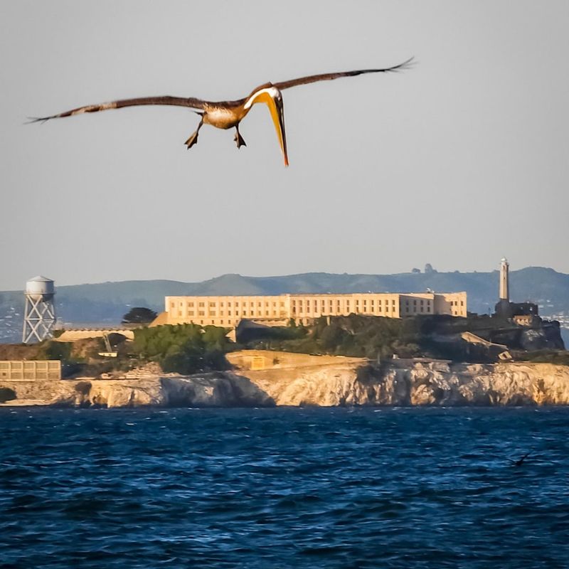 Birds Gave Alcatraz Its Name