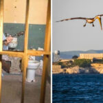 15 Things You Never Knew About Alcatraz — Including Why It Closed
