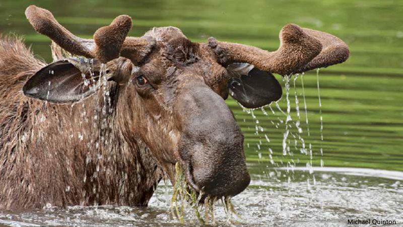 Moose: The Bark-Stripping Giant