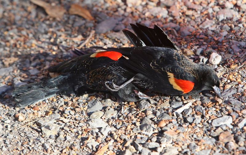 The Arkansas Blackbird Die-Off (2011)