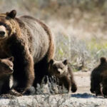 7 Deadliest Bear Attacks in Modern History