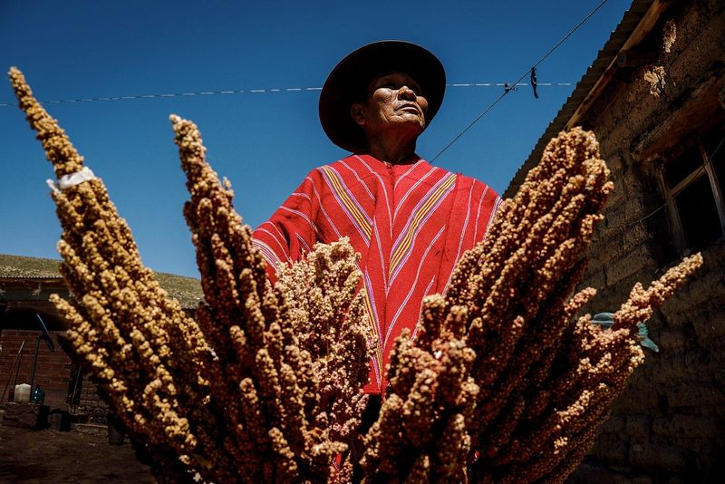 Quinoa
