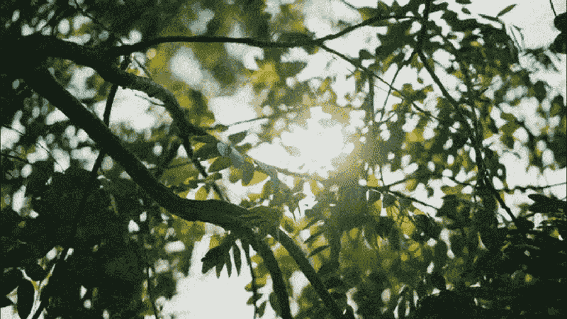 Susurrus (Latin)