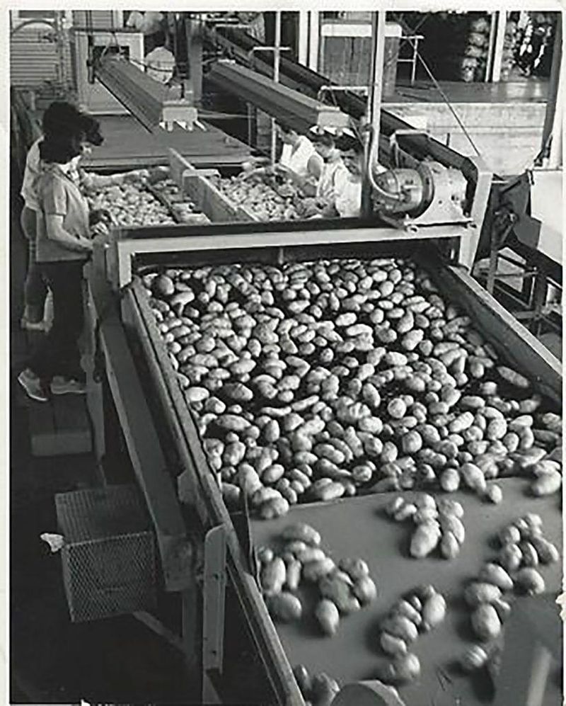 Potatoes (10 lb)