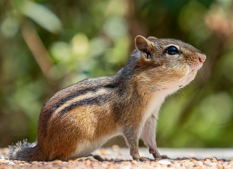 Chipmunk: The Headfirst Tree Descender
