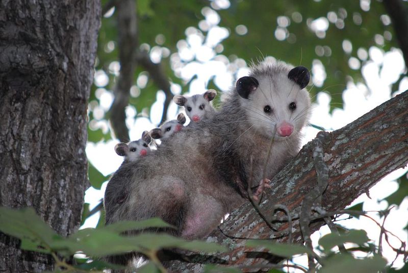 Opossum: The White Beast