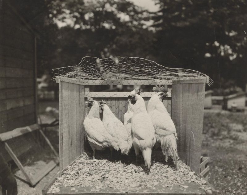 Beneath Chicken Coops