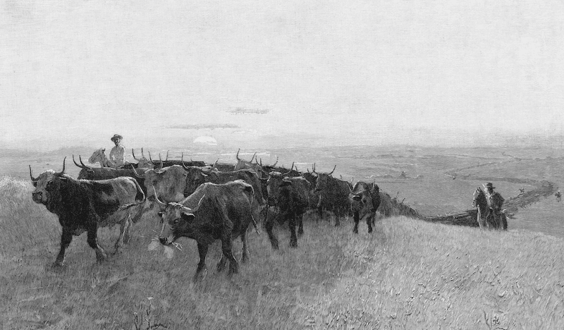 Cattle Drives Lasted for Months