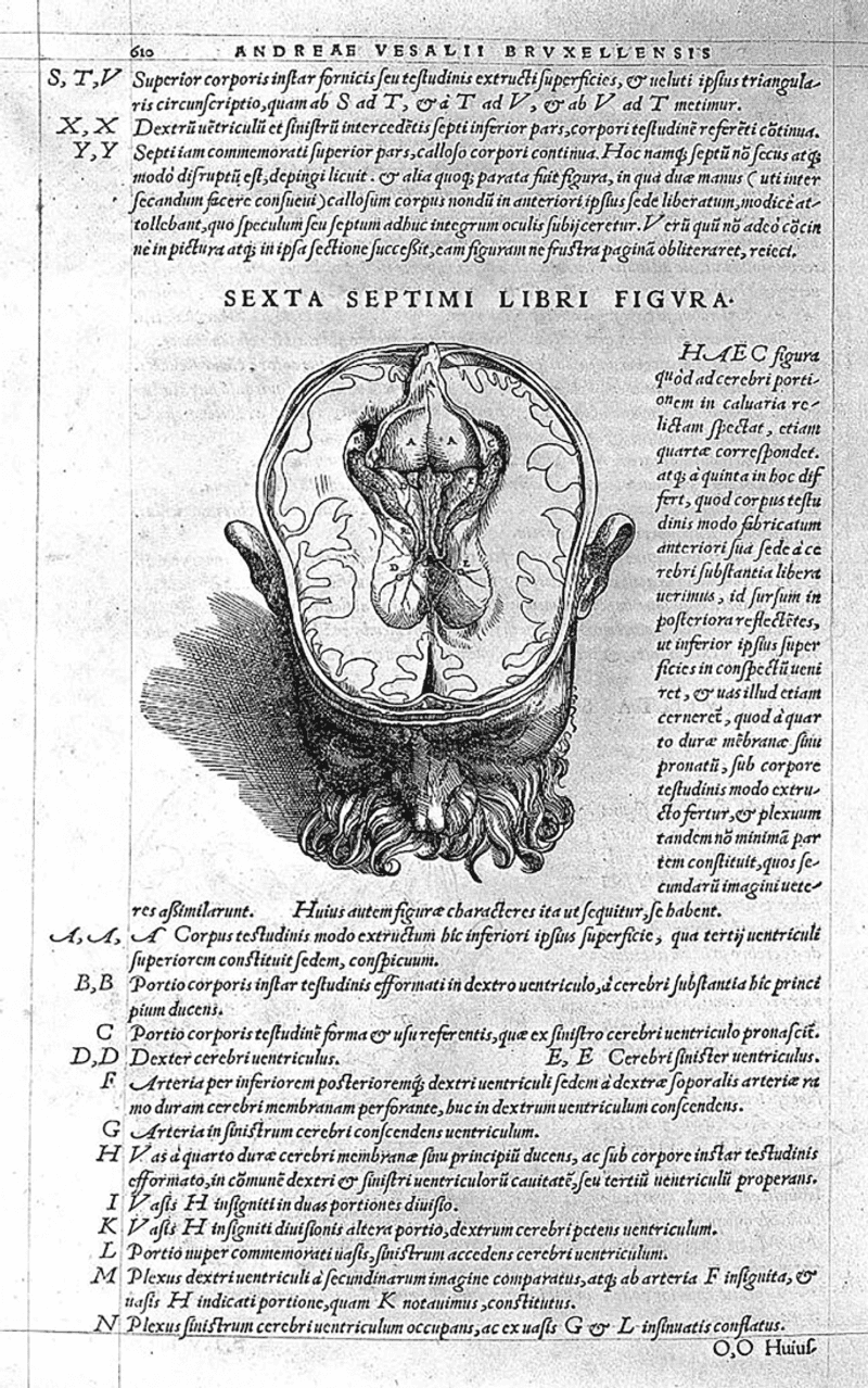 The Brain Controls the Body (Alcmaeon of Croton, 5th Century BCE)