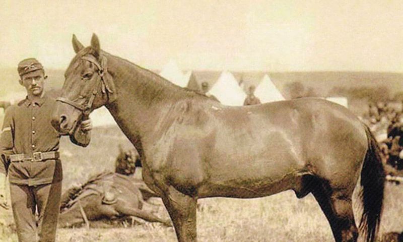Comanche (The Lone Survivor of Little Bighorn)